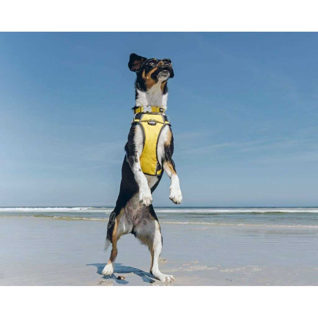 Red Dingo Padded Dog Harness J729272