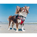 Red Dingo Padded Dog Harness J729272