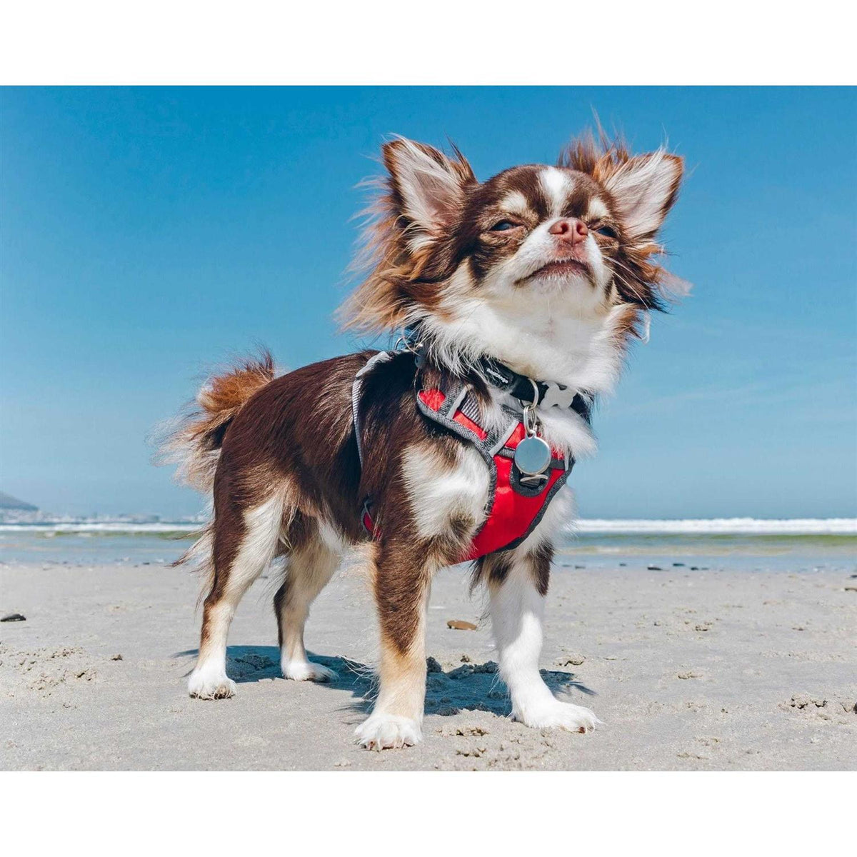 Red Dingo Padded Dog Harness J729272