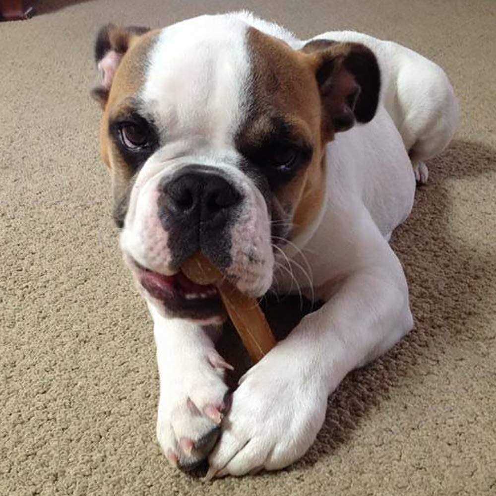 Dog Chew Bone K983