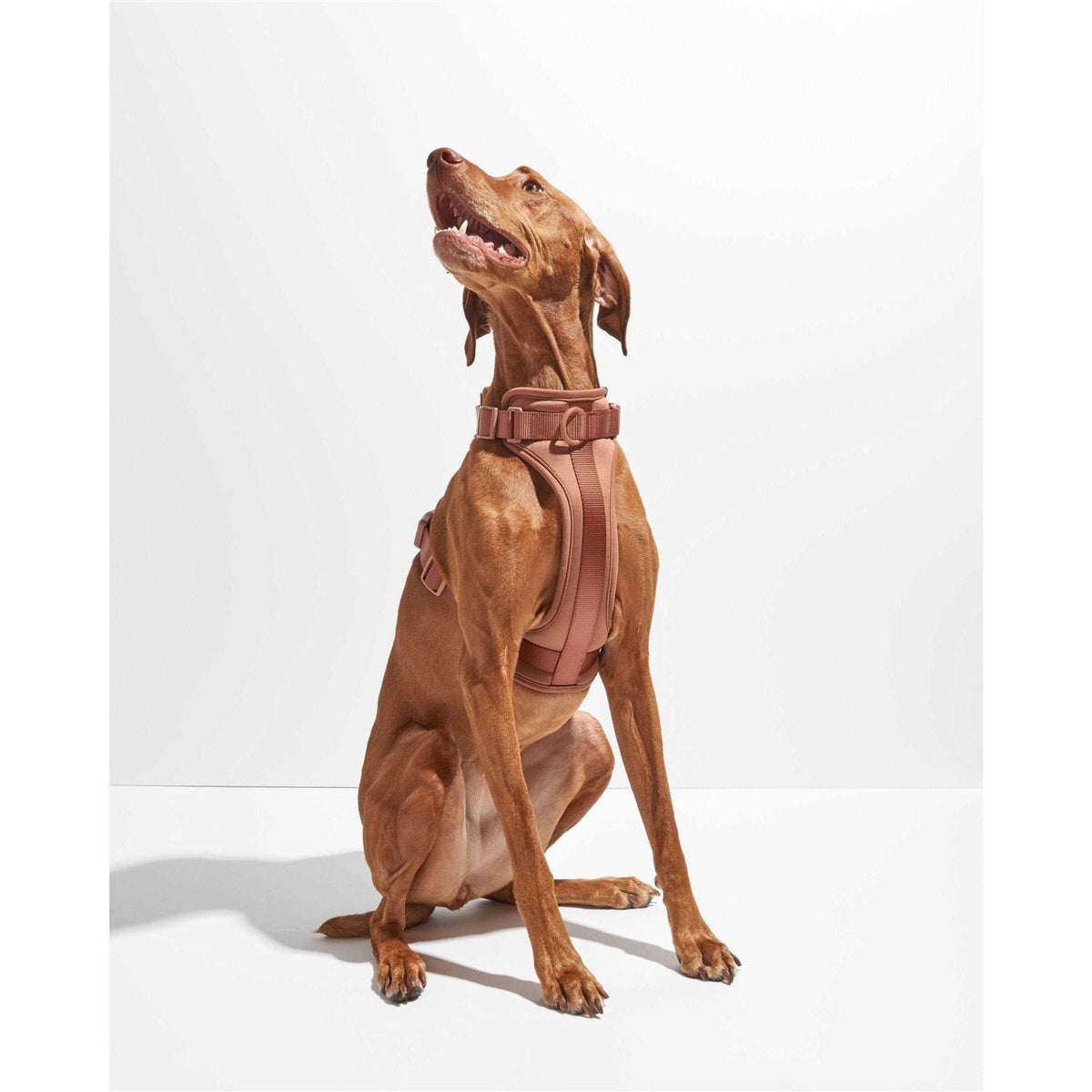 Dog Harness F466517