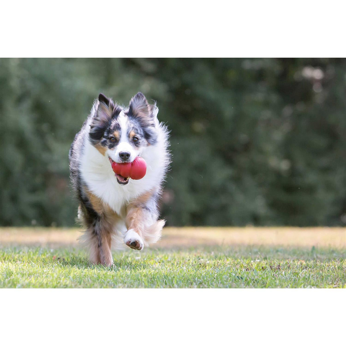 KONG Dog Toy L923150