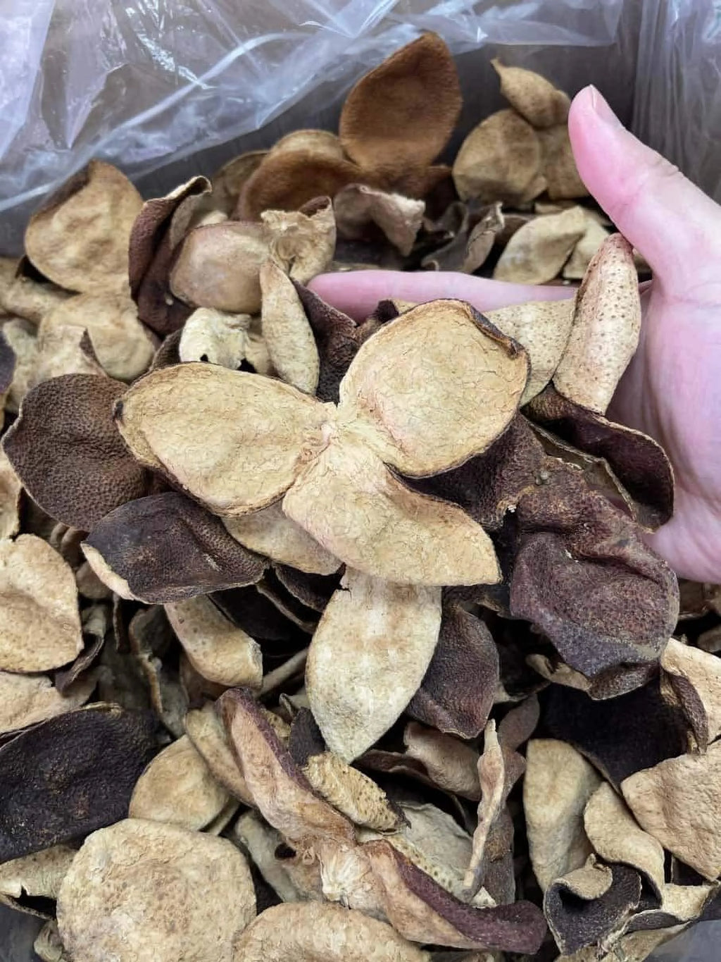 Dried Aged Orange Citrus Peel 200G O8817